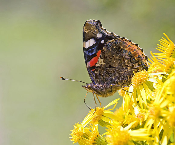 Dia Internacional da Terra