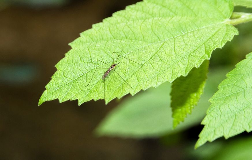 Ecologia e evolução