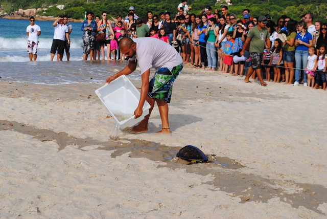 Estudantes do curso de Ciências Biológicas durante viagem de estudos acompanham a soltura de uma tartaruga marinha