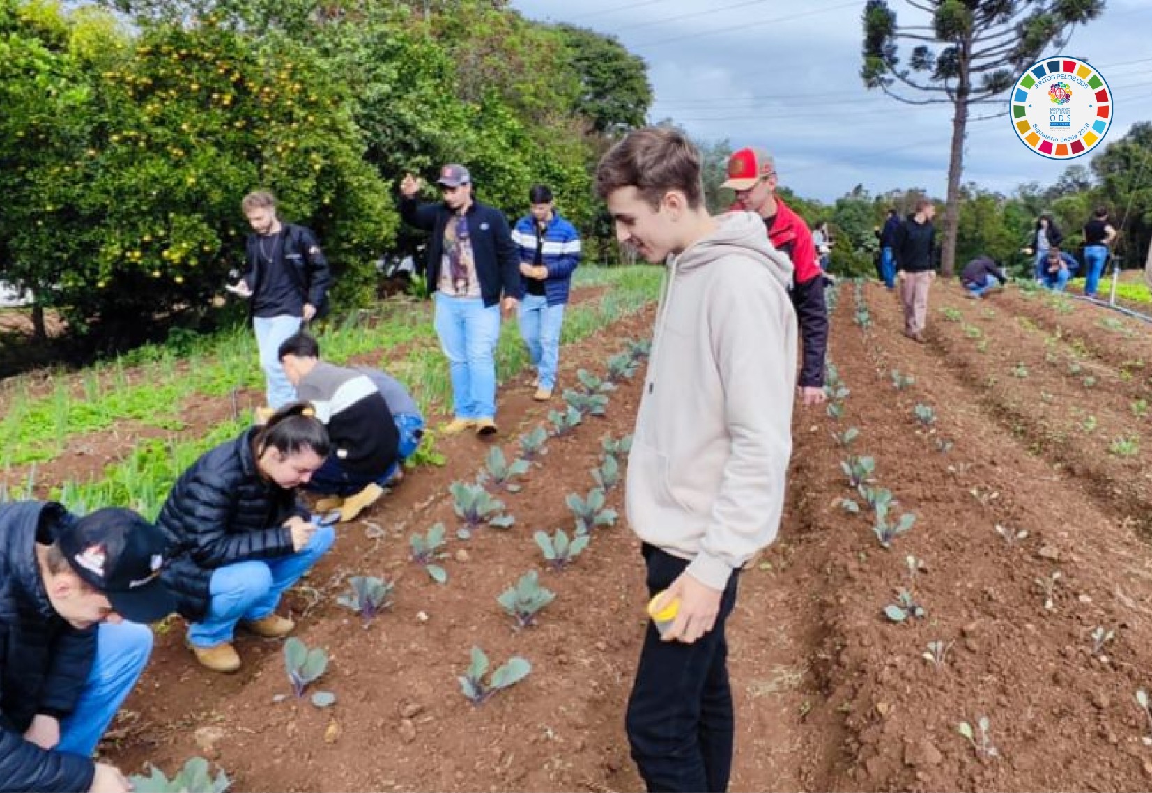 Inovação rural