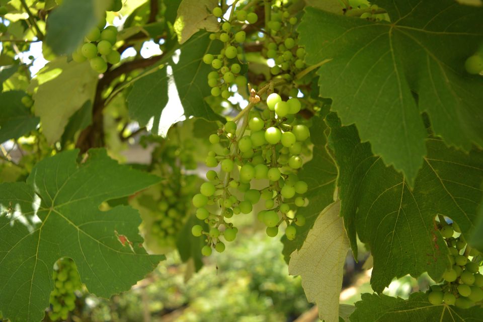 Jornalismo Ambiental