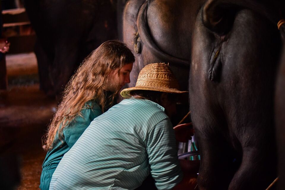 Medicina Veterinária