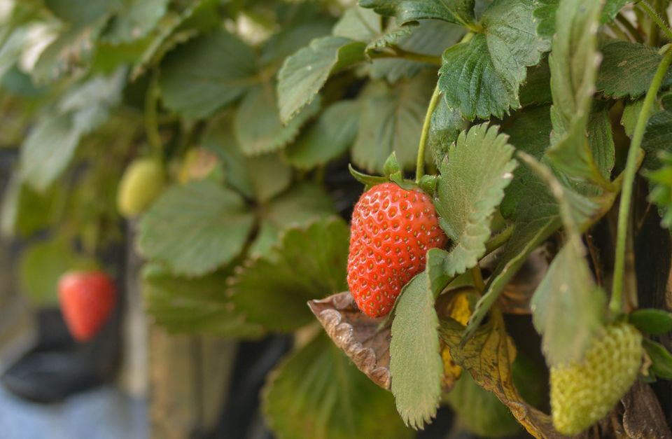 Prêmio de Jornalismo