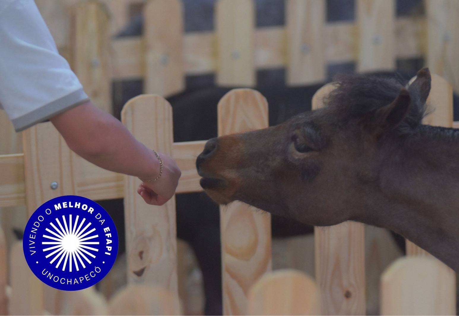 Uno Vivendo Efapi#20