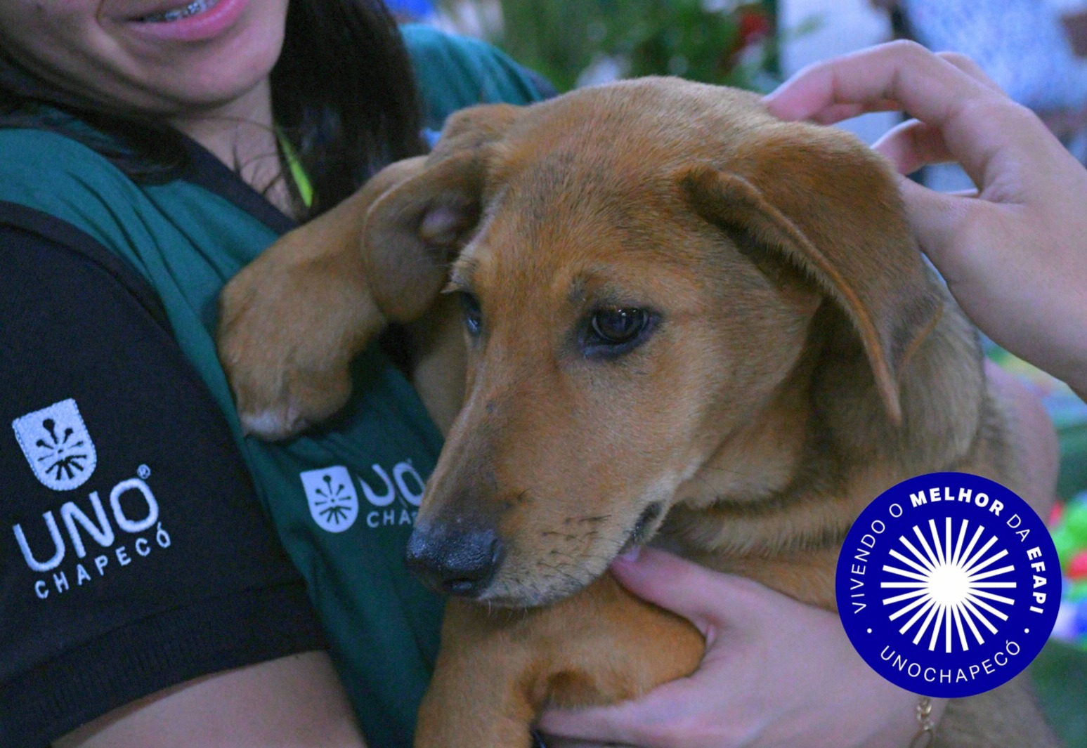 Uno Vivendo Efapi#23